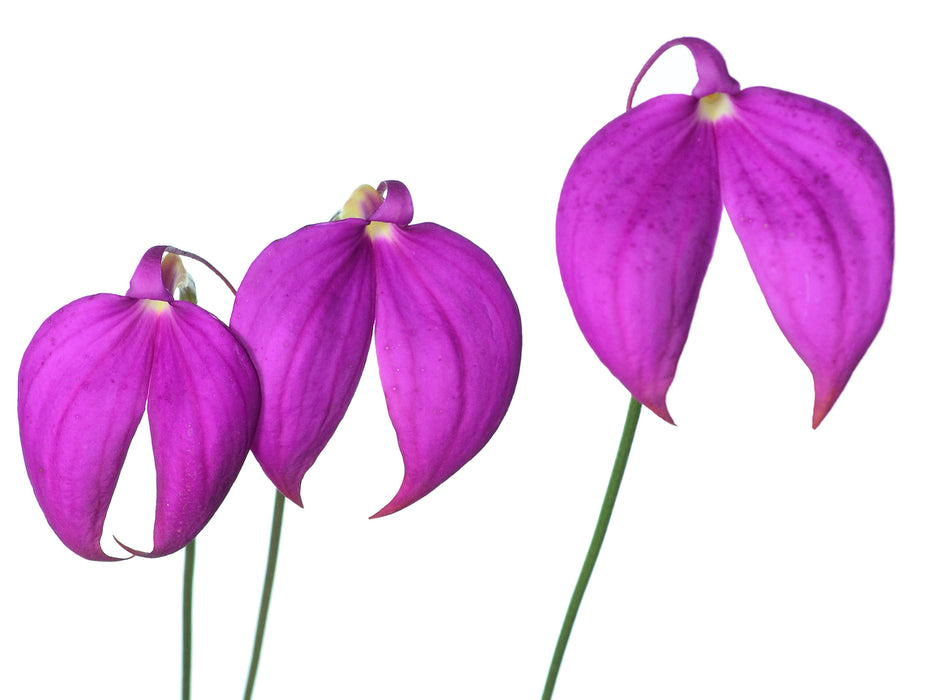 Masdevallia coccinea 'Gigi'