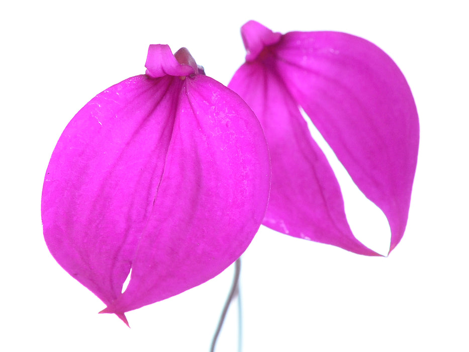 Masdevallia coccinea 'Jhon'