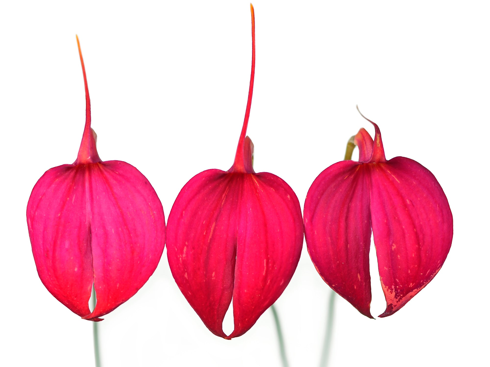 Masdevallia coccinea f. red