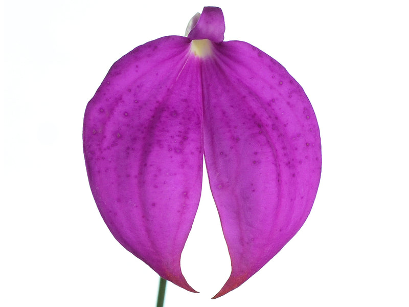 Masdevallia coccinea 'Roy Barrow'