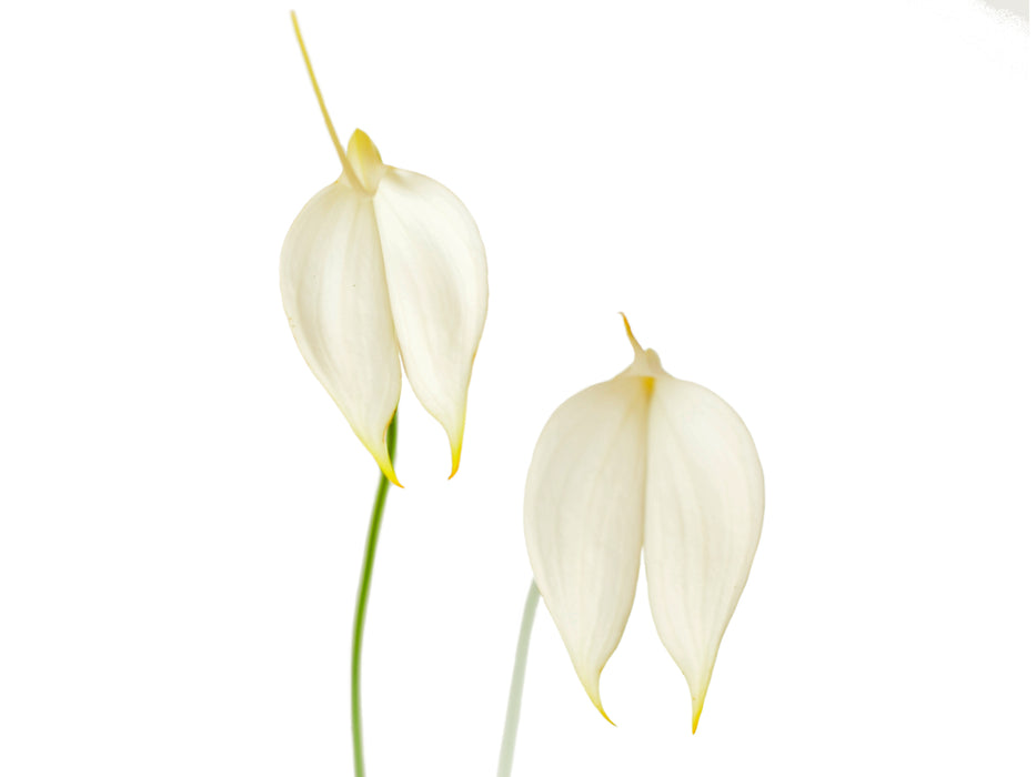 Masdevallia coccinea f. alba