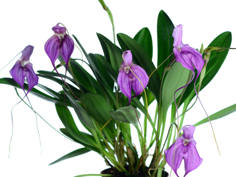 Masdevallia coccinea alba x Masd. harlequina # 3