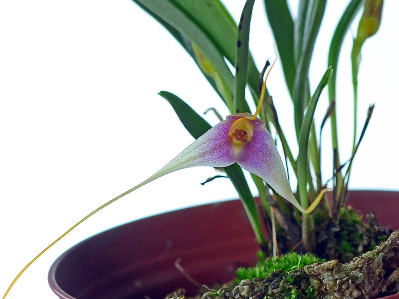 Masdevallia condorensis