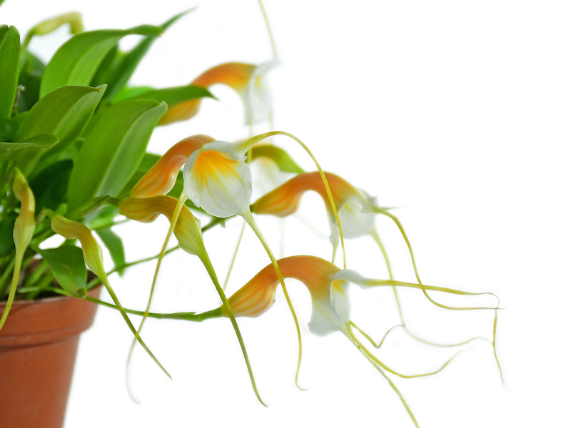 Masdevallia constricta