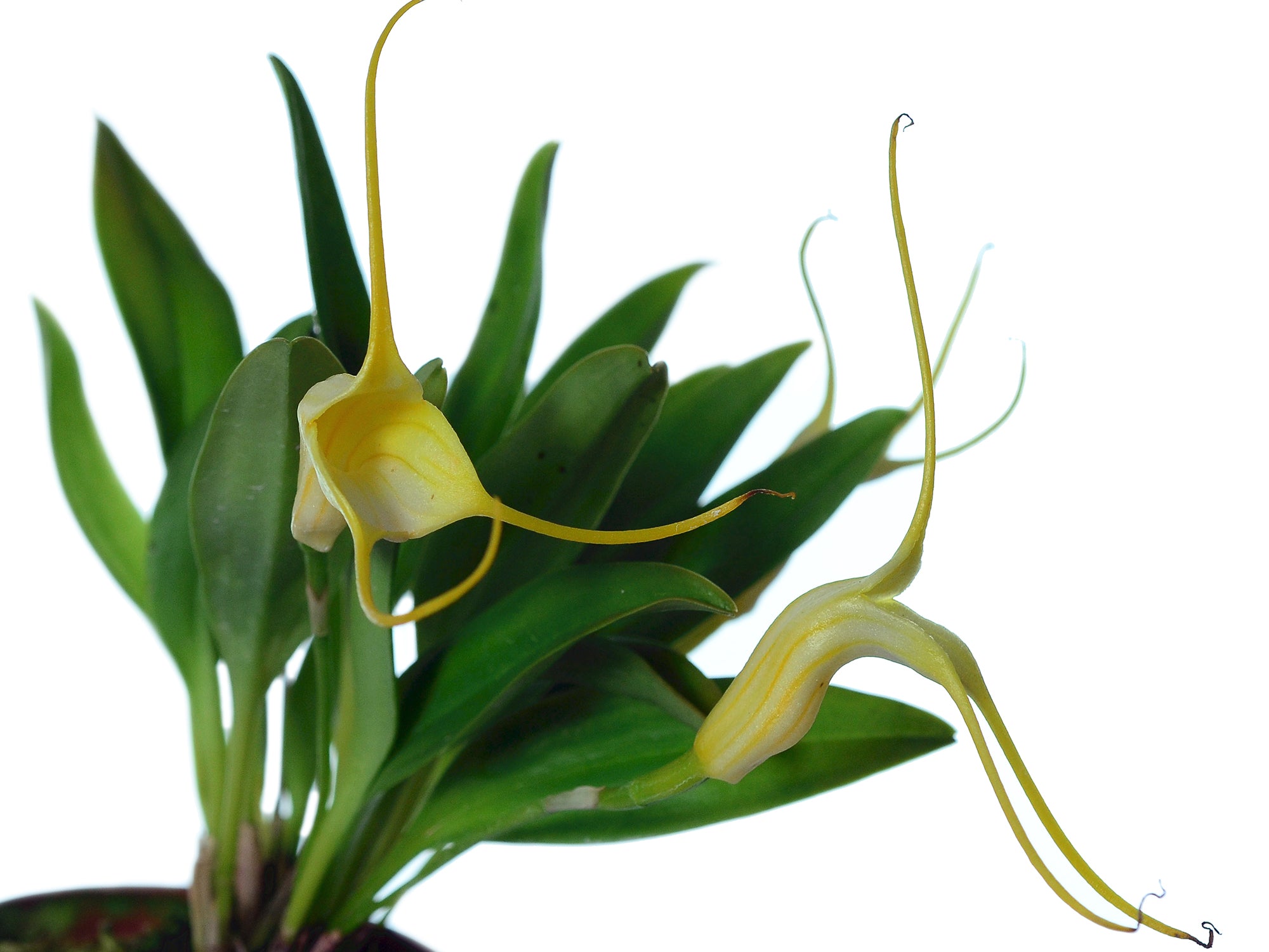 Masdevallia constricta f. glabra