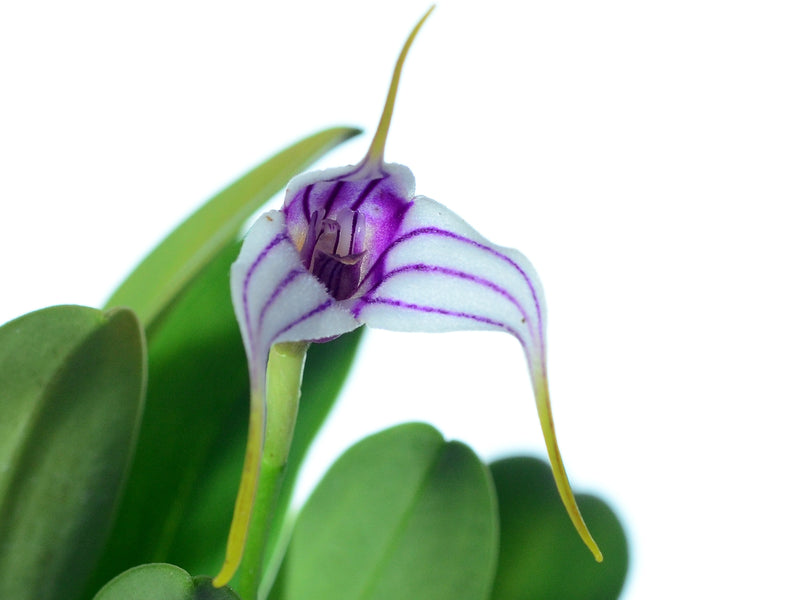 Masdevallia corderoana