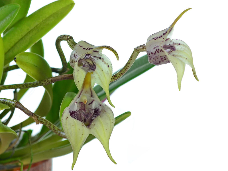 Masdevallia coriacea