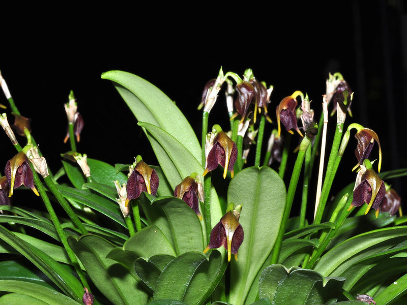 Masdevallia cuprea