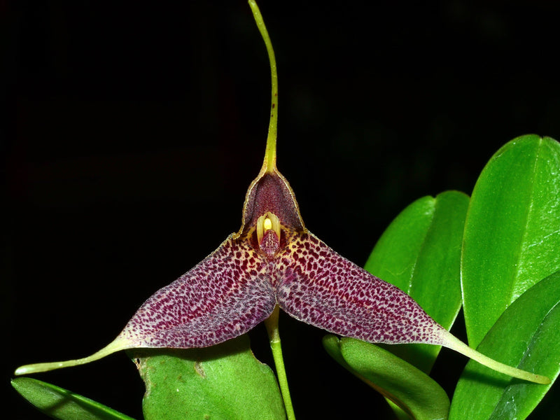 Masdevallia decumana big flower