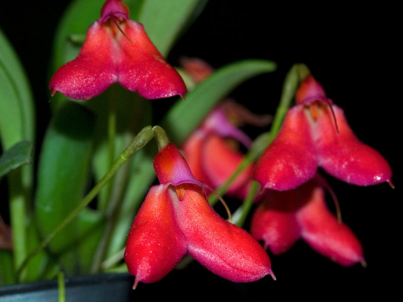 Masdevallia deformis