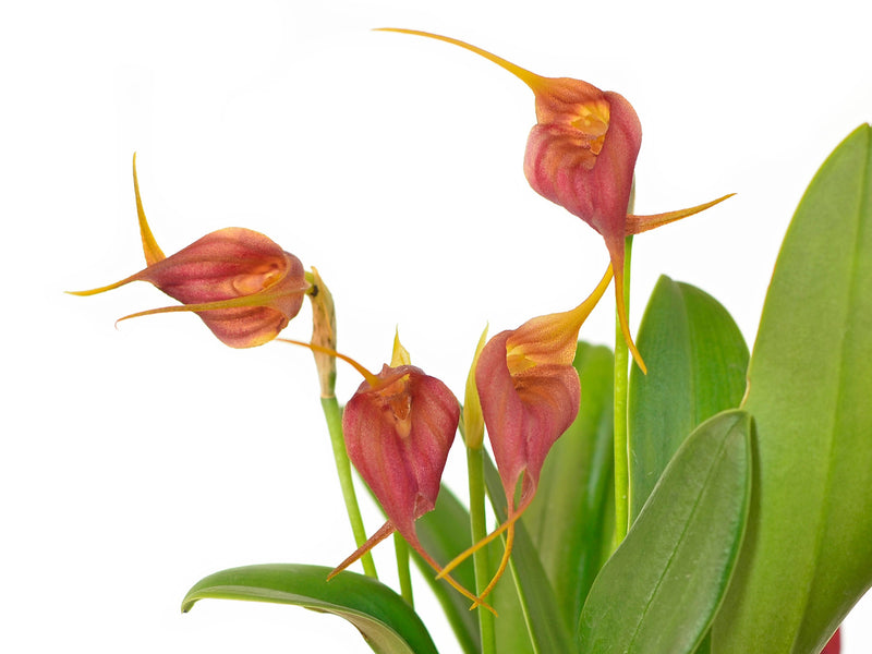 Masdevallia delhierroi red