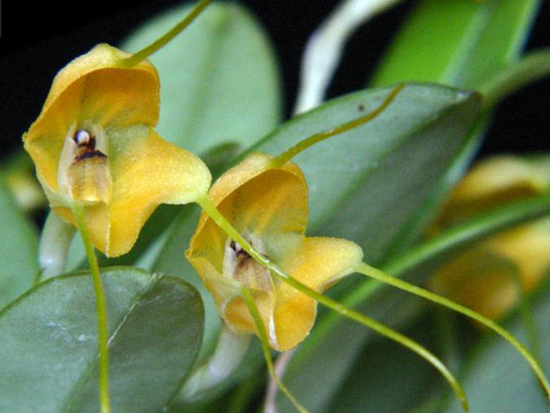 Masdevallia deniseana