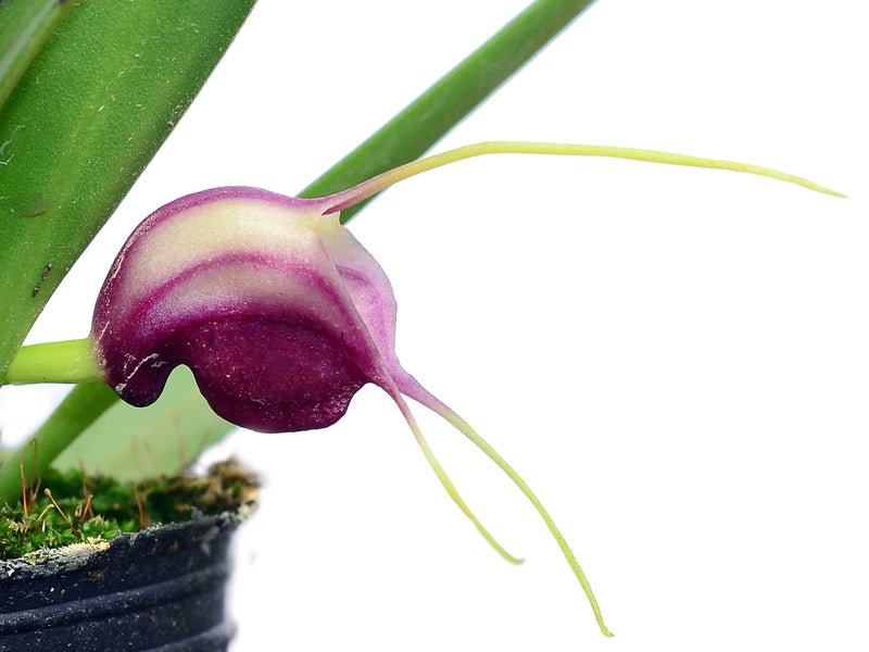 Masdevallia discoidea
