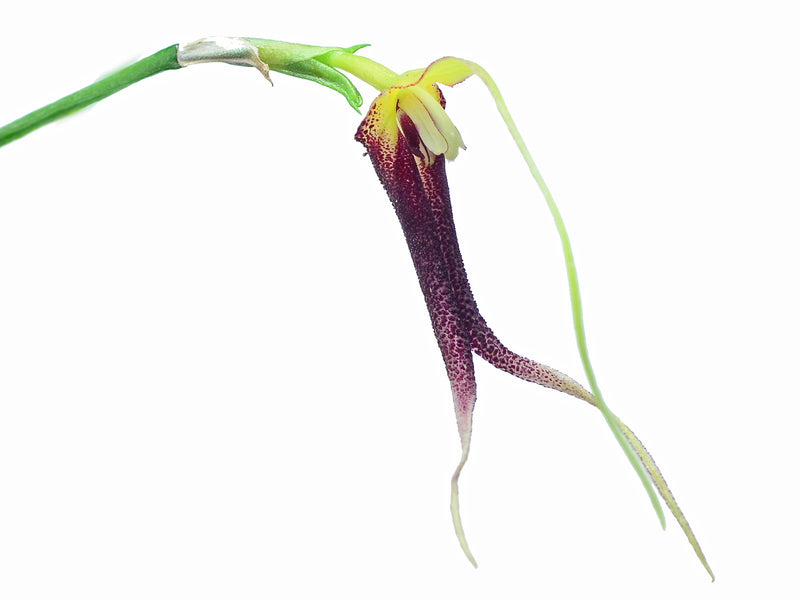 Masdevallia don-quijote
