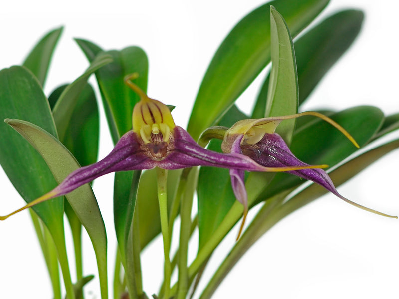 Masdevallia elegans