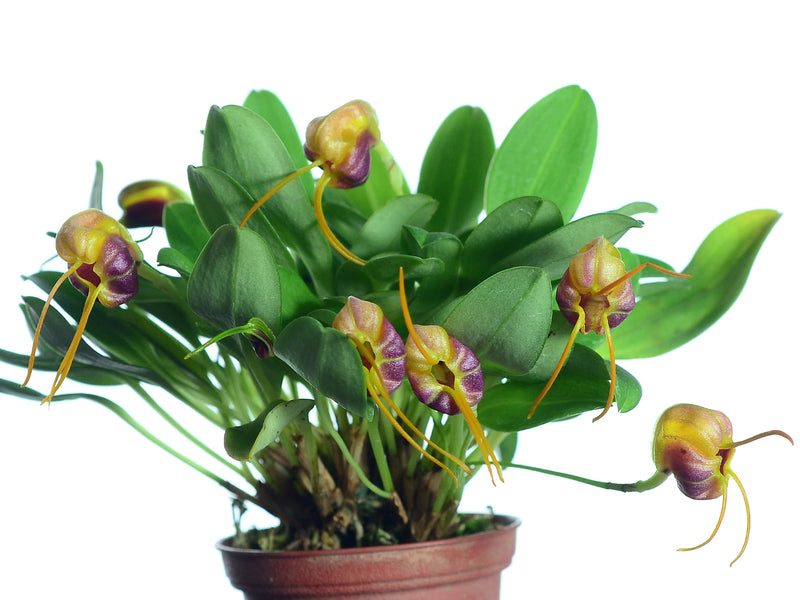 Masdevallia encephala