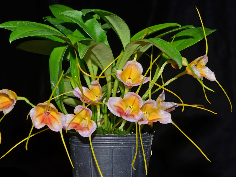 Masdevallia AC Portilla