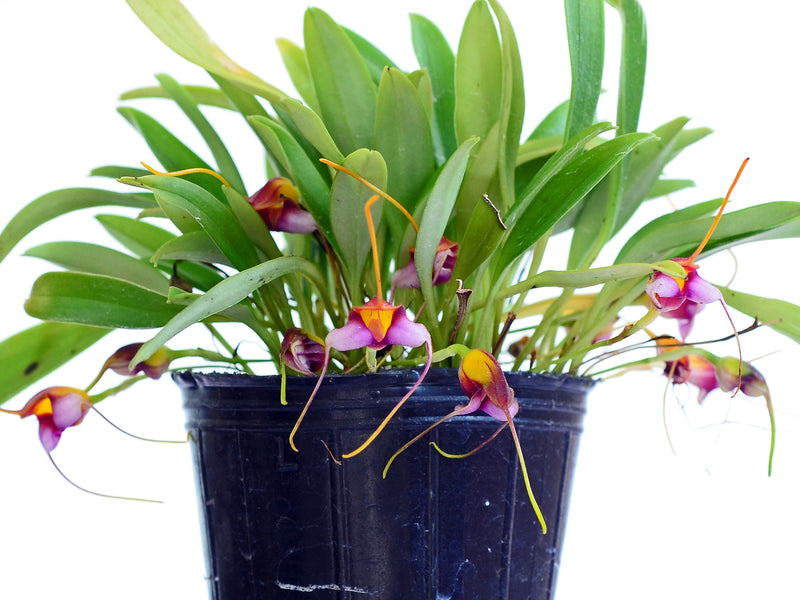 Masdevallia hartmanii