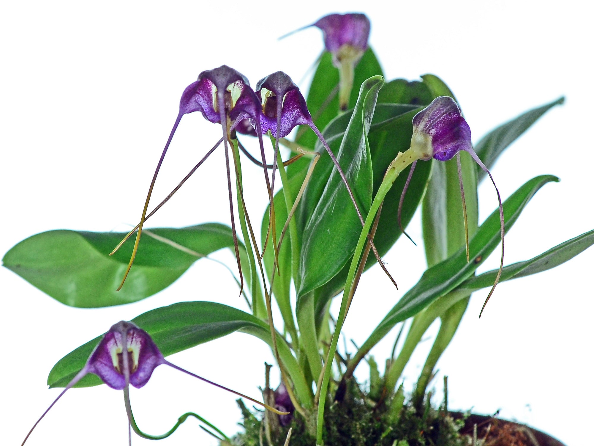 Masdevallia hieroglyphica