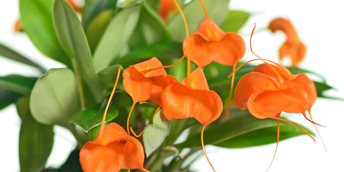 パルメ ヴァランドロー バルトン マロジャリア Masdevallia hirtzii | Intermediate-Growing Ecuadorian Orchid