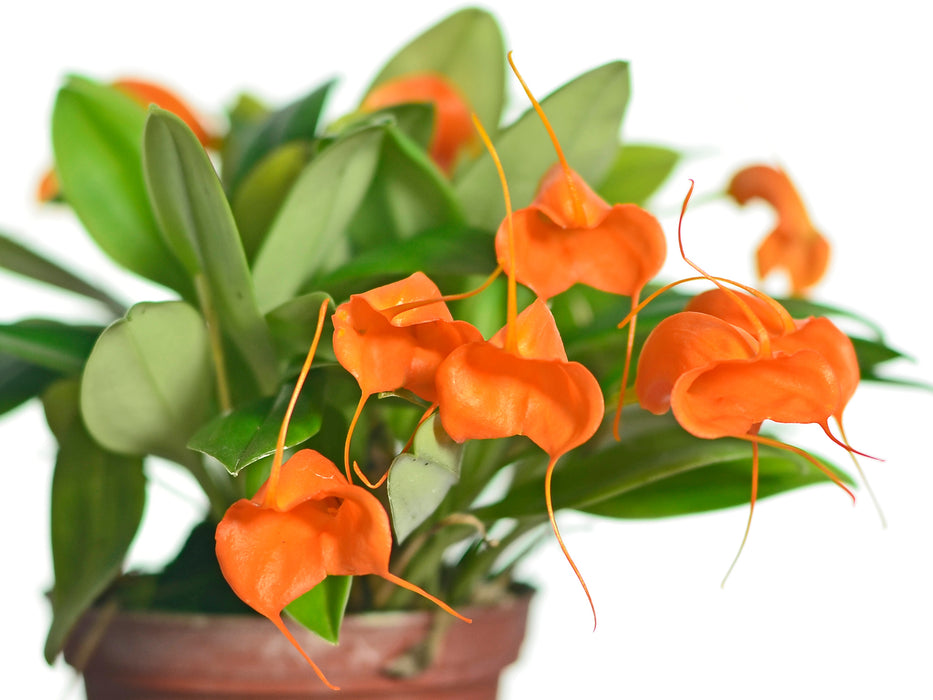 Close-up of a Masdevallia hirtzii orchid flower, showing its unique shape and coloration.