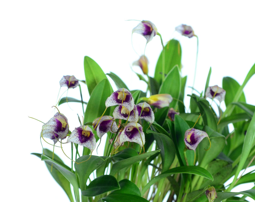 Masdevallia karelii