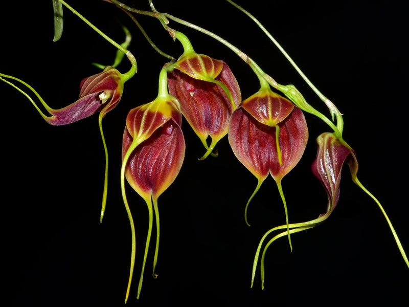 Masdevallia maduroi