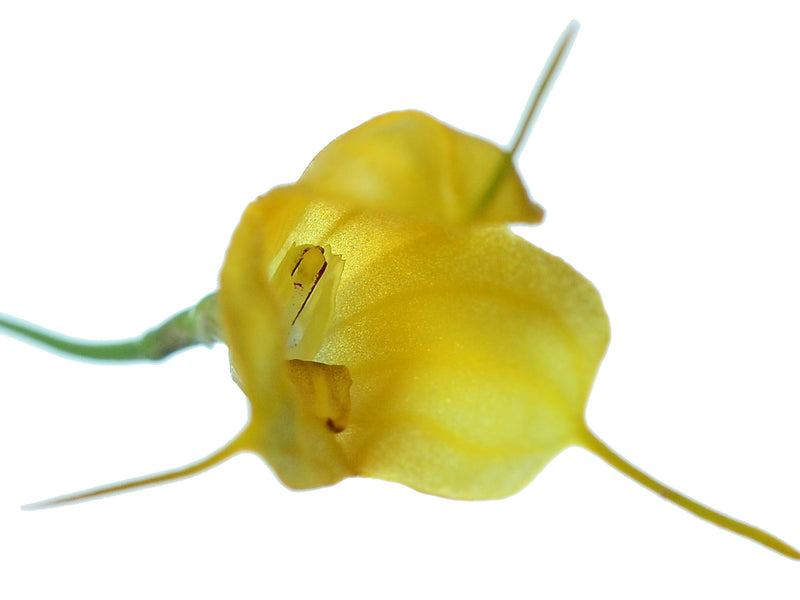 Masdevallia medinae