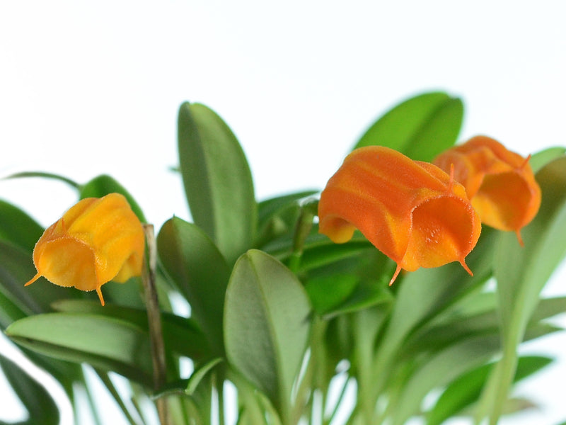 Masdevallia mendozae f. xanthina