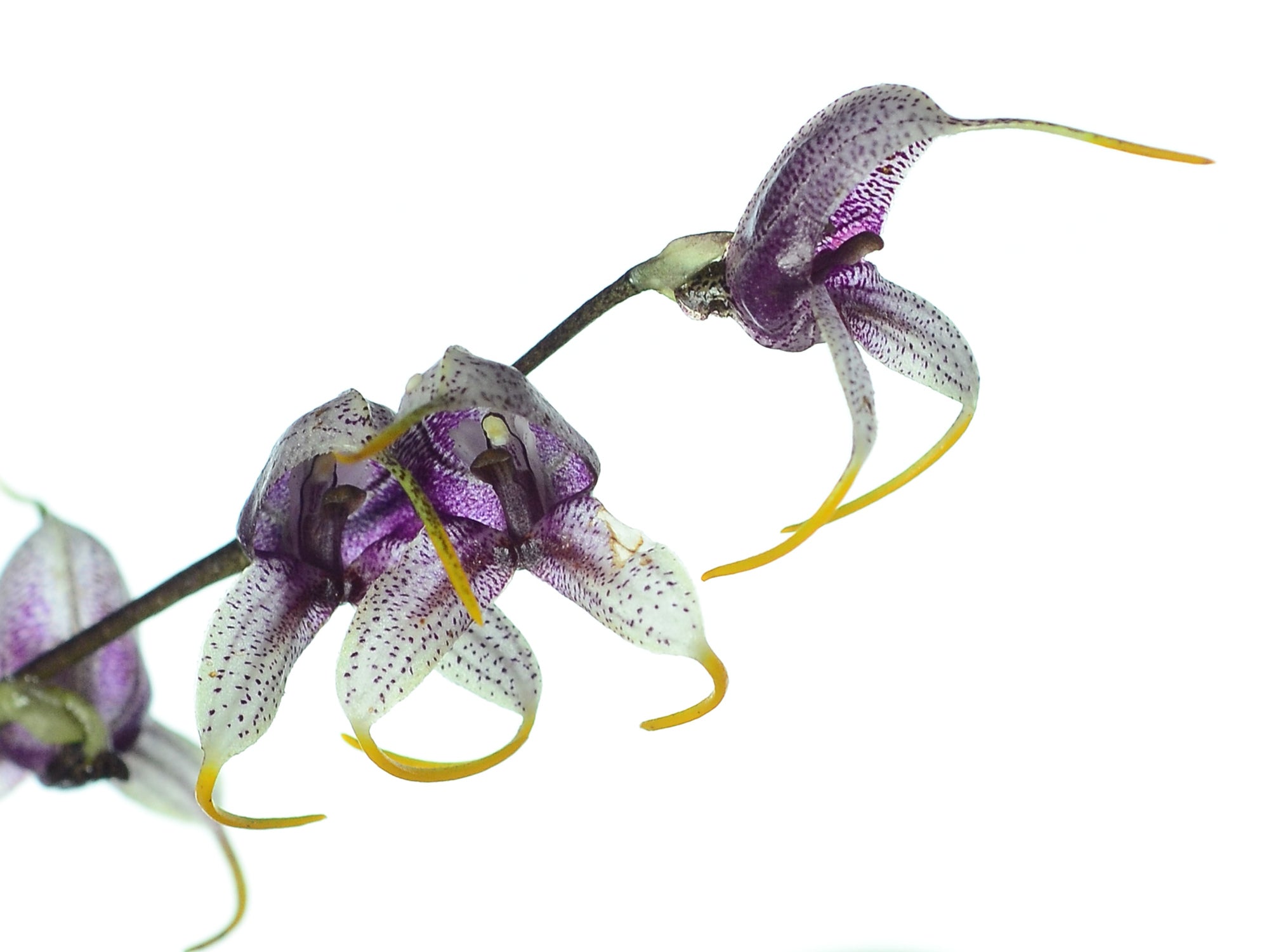 Masdevallia pachyura 'big'