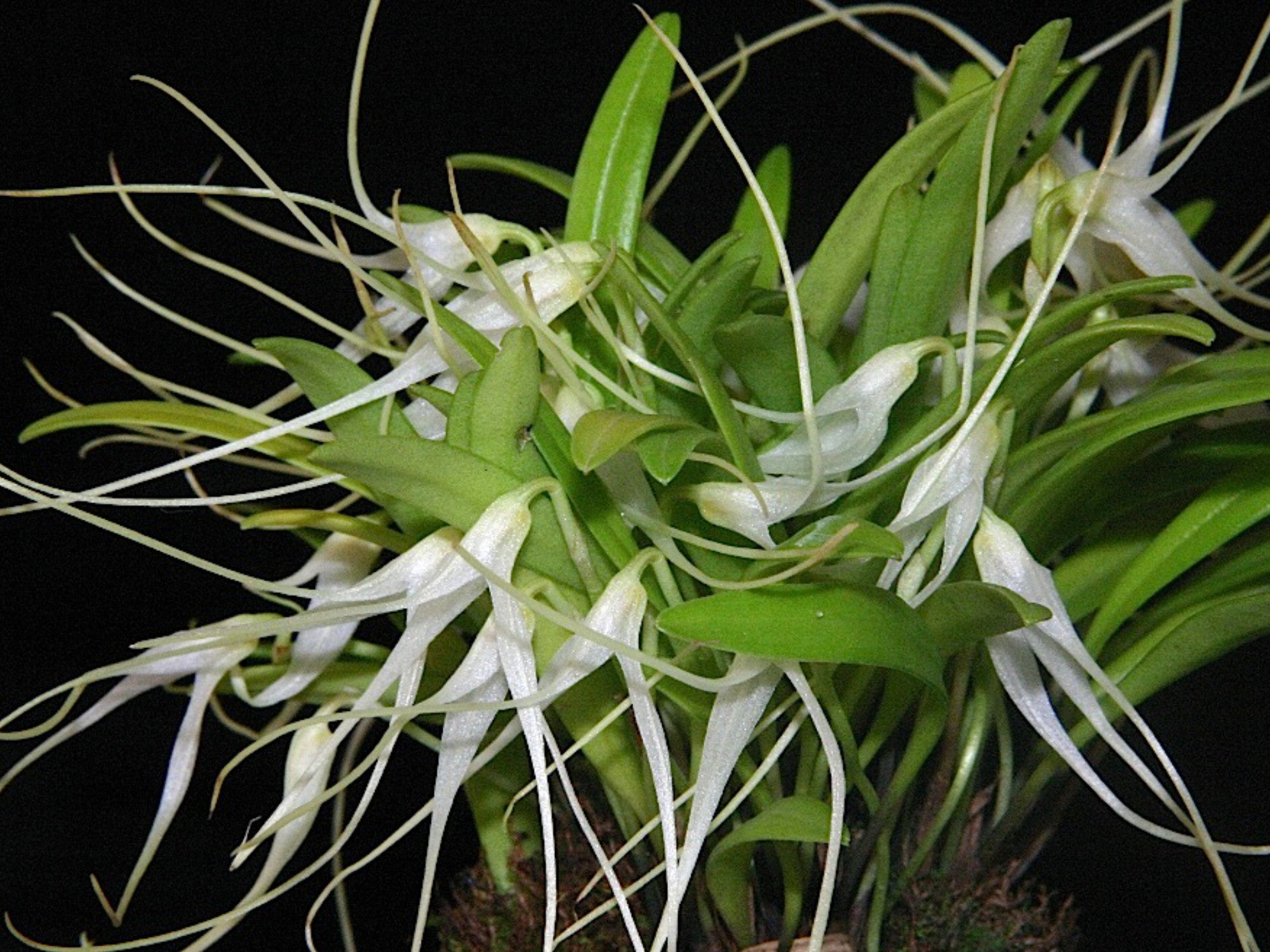Masdevallia pumila