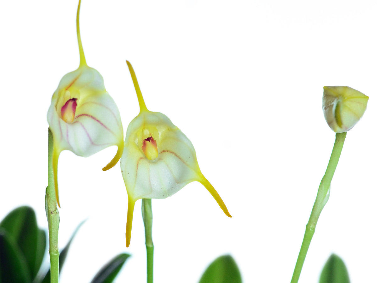 Masdevallia rimarima f. alba — Ecuagenera Orquídeas del Ecuador