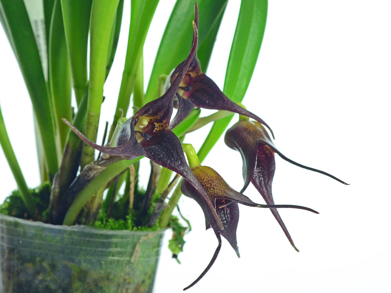 Masdevallia picea