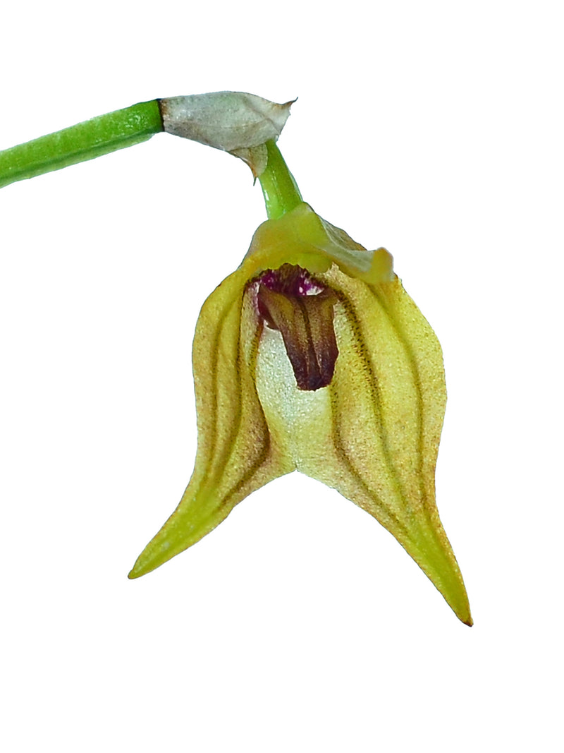 Masdevallia sernae