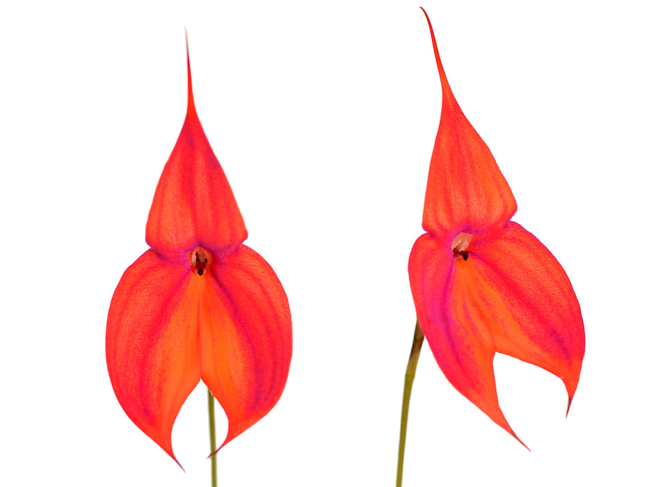 Masdevallia veitchiana