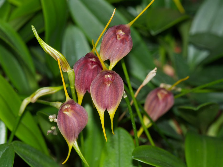 Masdevallia Pinot Noir