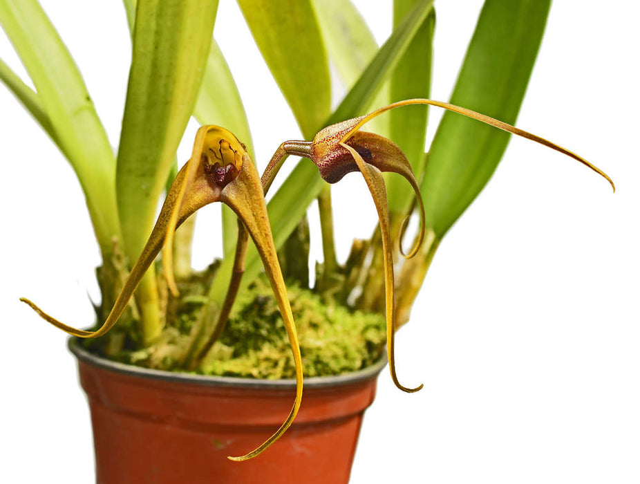 Masdevallia colossus