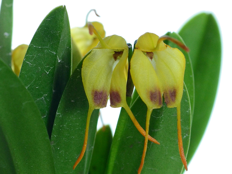 Masdevallia concinna