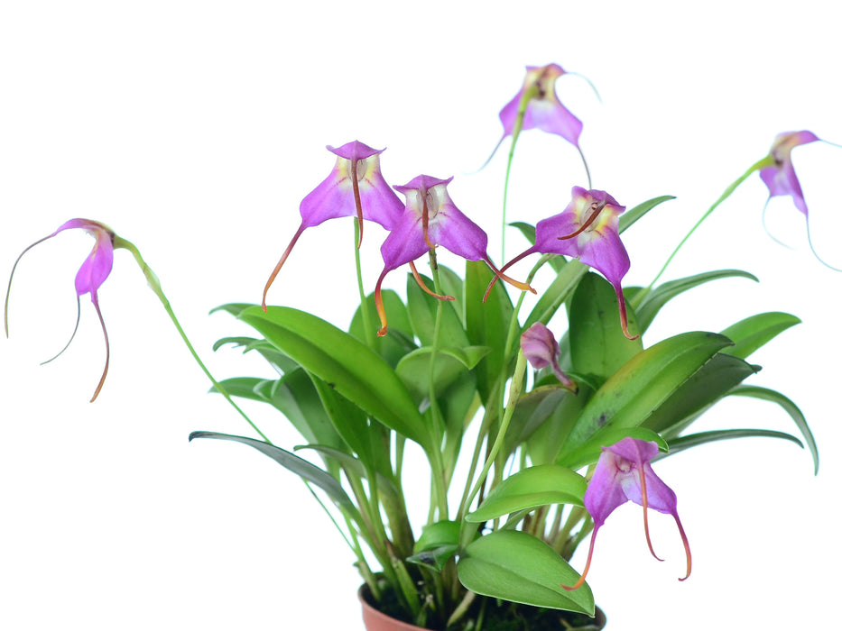 Masdevallia cyclotega