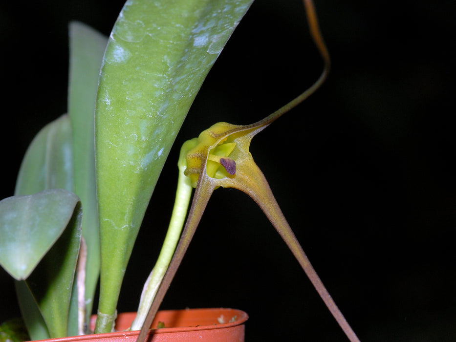 Masdevallia fractiflexa