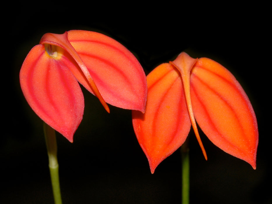 Masdevallia ignea x Masd. orquivalle