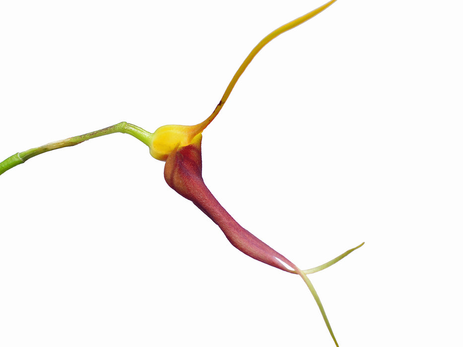 Masdevallia impostor