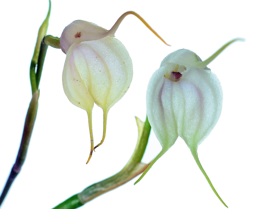 Masdevallia infracta alba