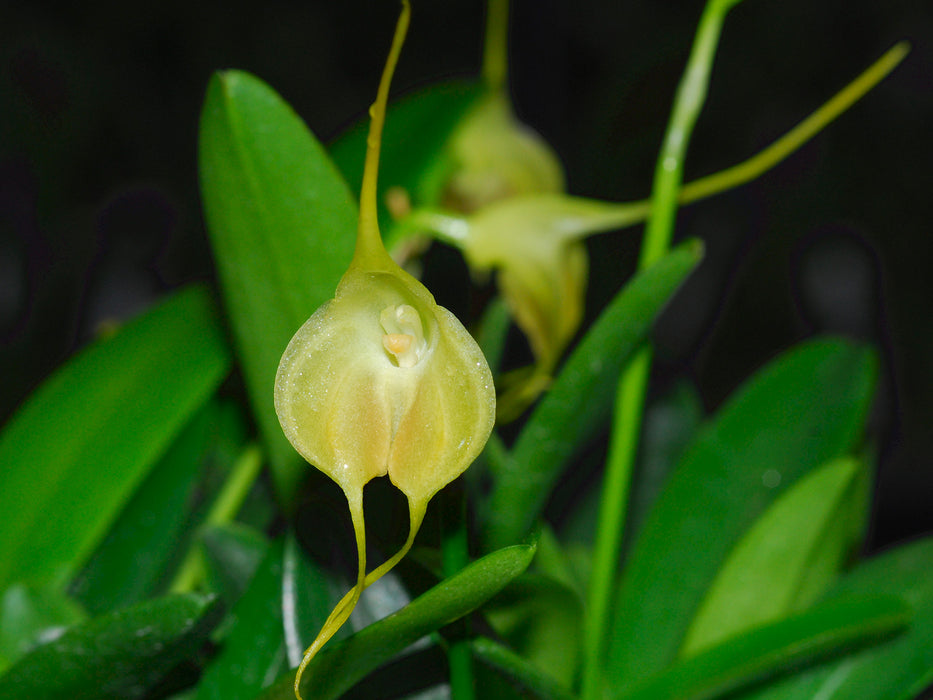 Masdevallia infracta albescens