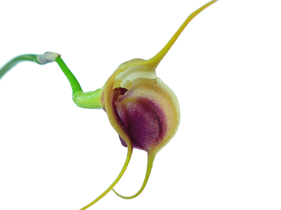 Masdevallia infracta