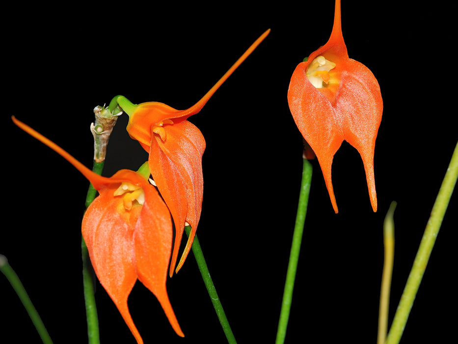 Masdevallia ingridiana