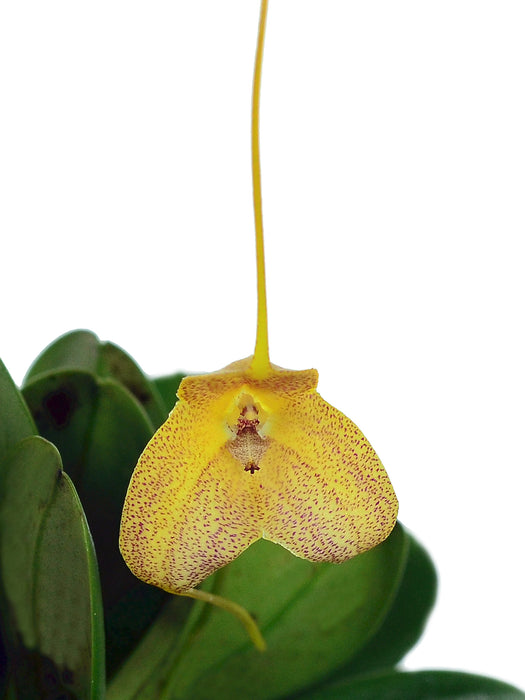 Masdevallia josei