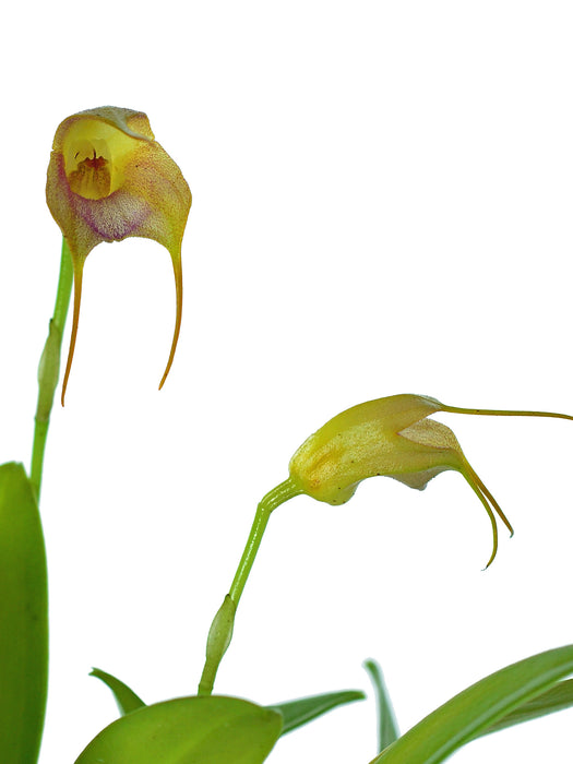 Masdevallia juan-albertoi