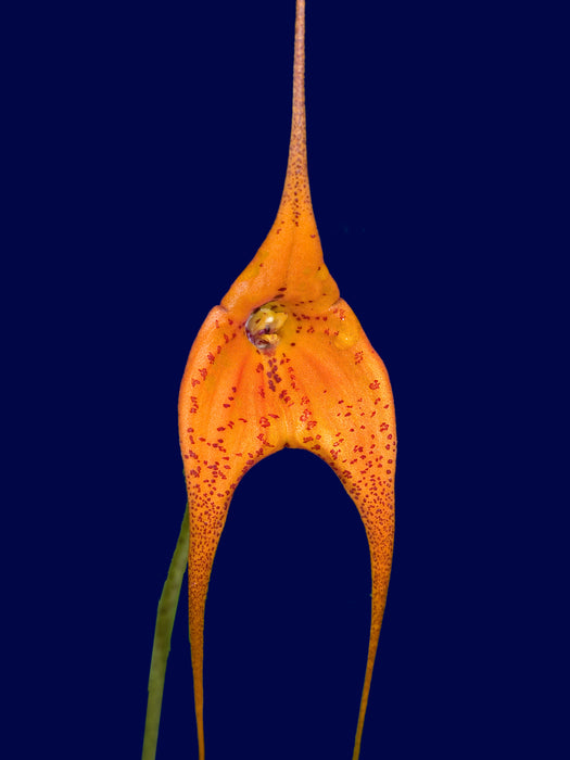 Masdevallia Kimbaliana