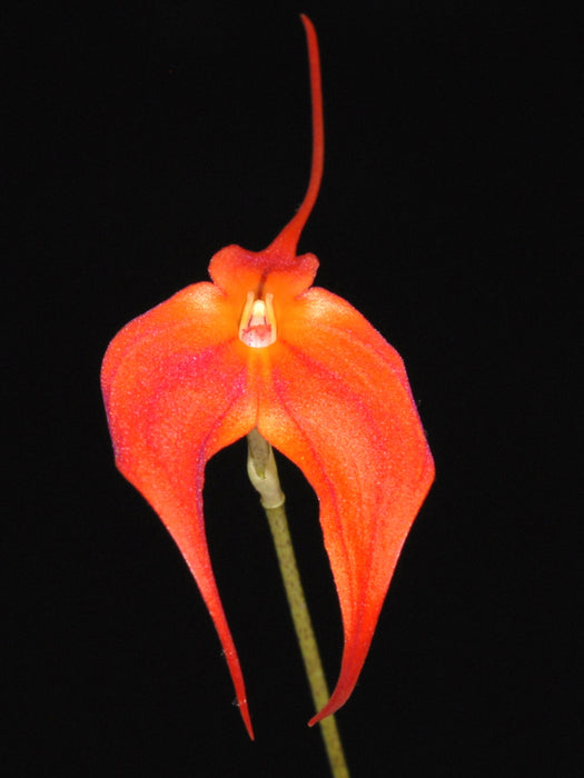 Masdevallia Kimballiana x Masd. ignea